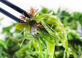 کلپ (Kelp) گیاه دریایی سرشار از ید و مواد معدنی
